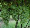 Grape