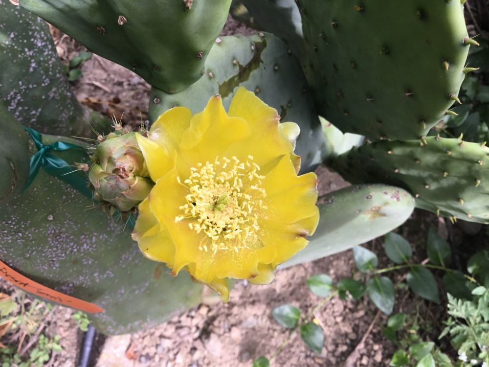 Prickly Pear Cactus: Desert Sunrise Prickly Pear Cutting