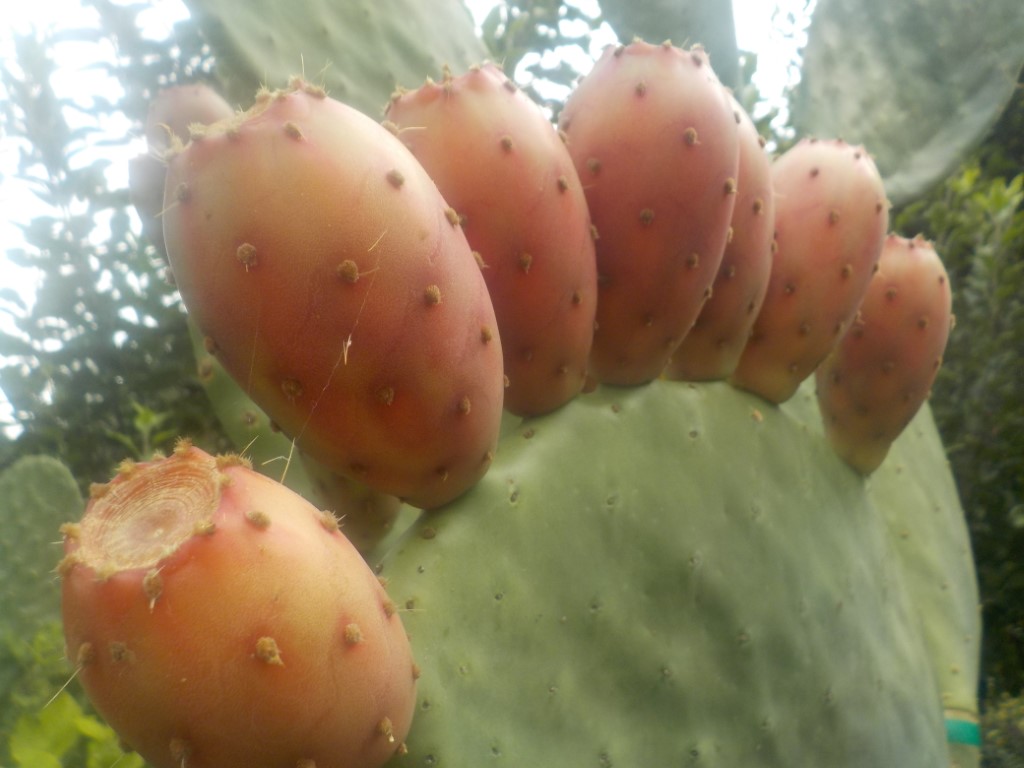 Prickly Pear Cactus: Desert Delight Prickly Pear Cutting