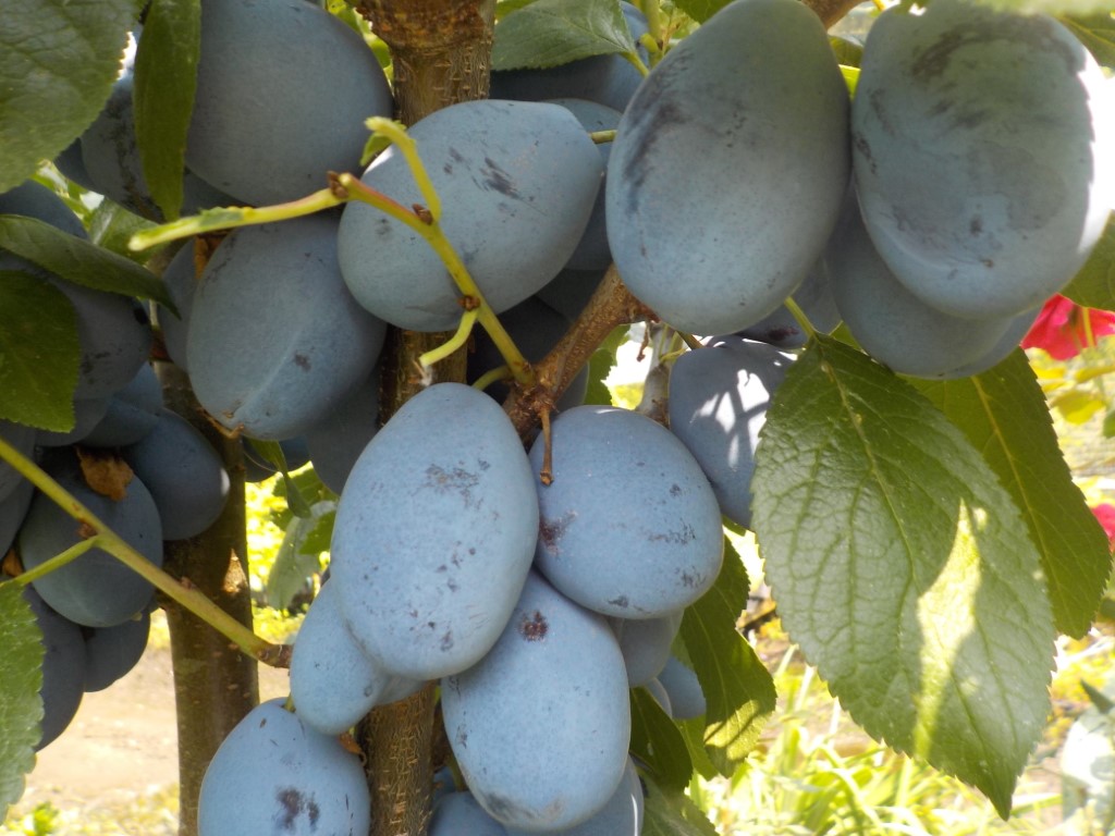 images/stories/virtuemart/product/Stanley