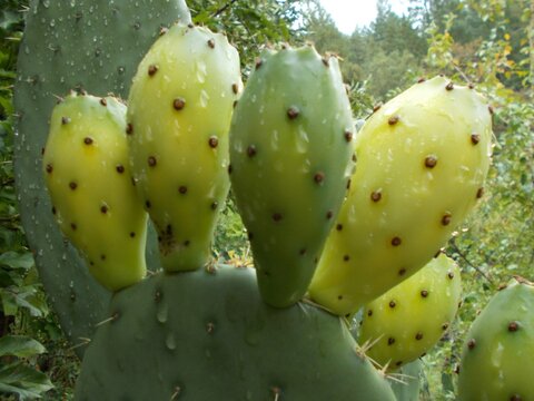 Prickly Pear Cactus: Desert Dream Prickly Pear Cutting