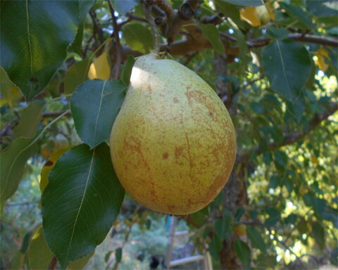 images/stories/virtuemart/product/DuchessDeAngelou