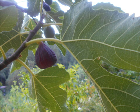 images/stories/virtuemart/product/OsborneProlific