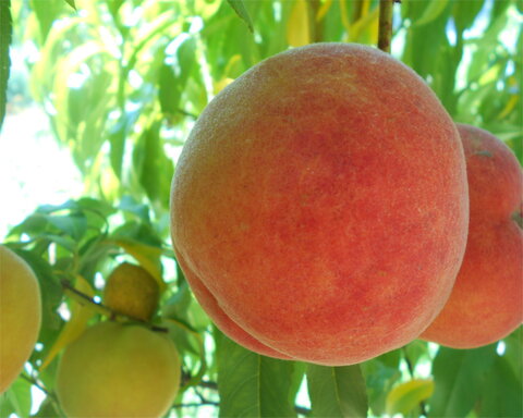 images/stories/virtuemart/product/Suncrest