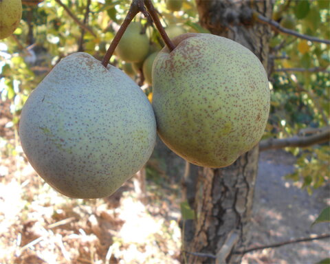 images/stories/virtuemart/product/Ure