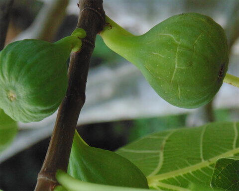 images/stories/virtuemart/product/Verte