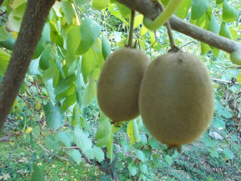 Golden Kiwi Cutting or Scionwood