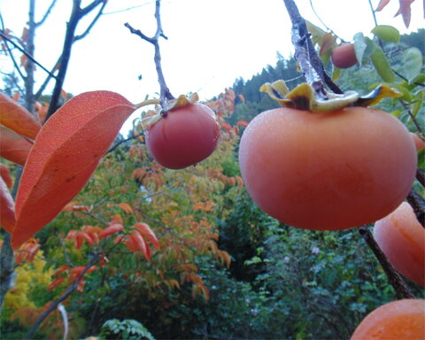 fruitwood_image_unavailable3