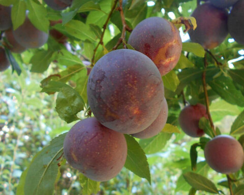 images/stories/virtuemart/product/methley