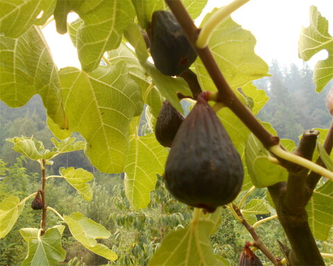 images/stories/virtuemart/product/nazarti