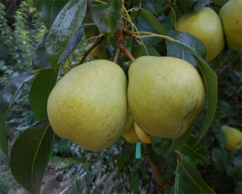 images/stories/virtuemart/product/orcas