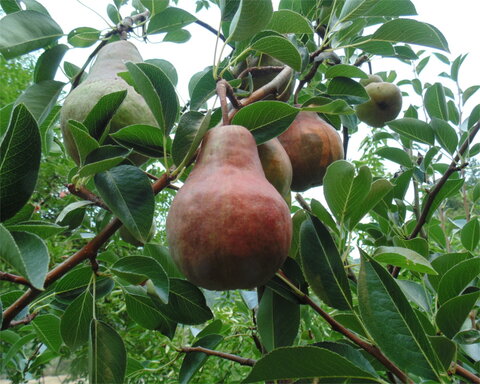 images/stories/virtuemart/product/redbartlett