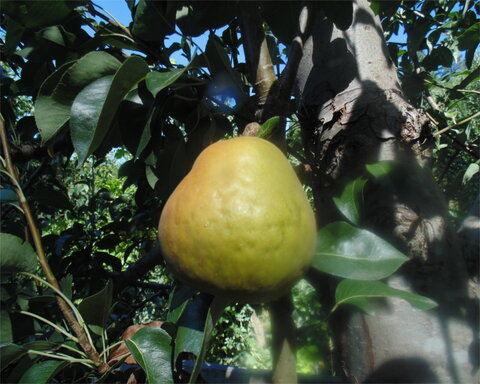 images/stories/virtuemart/product/whitedoyenne