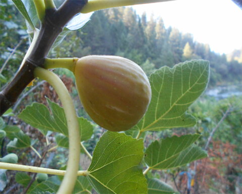 images/stories/virtuemart/product/whitegenoa