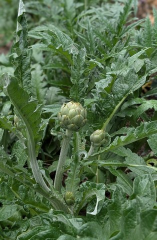 Artichoke