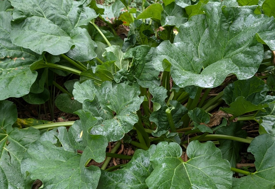 rhubarb