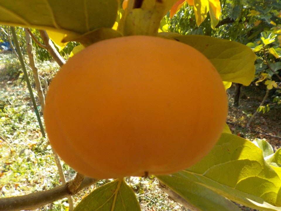 tamopan